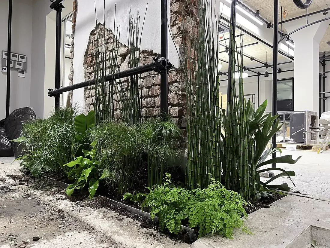 Equiseti, felci e papiri messi a dimora nel giardino a terra